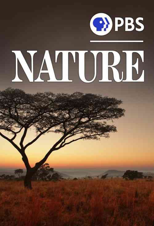 《自然 第四十季》最新免费高清电影无广告在线播放|纪录·美国·2021  第1张