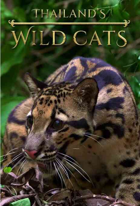 《泰国野生猫科》最新免费高清电影无广告在线播放|纪录片·南非·2021  第1张